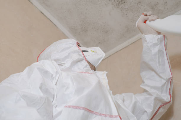 Best Residential Mold Remediation in Ceresco, NE