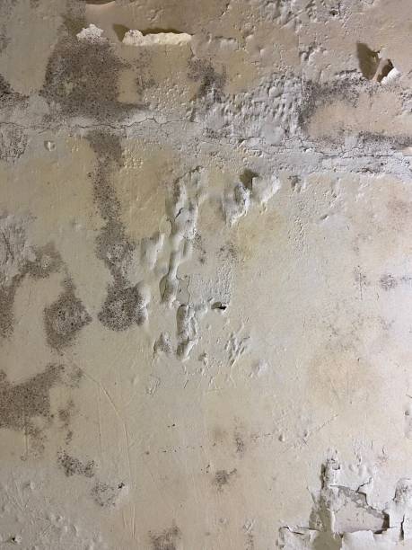 Best Mold Remediation for Specific Building Types in Ceresco, NE