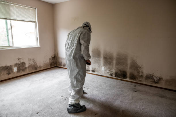 Best Commercial Mold Remediation in Ceresco, NE