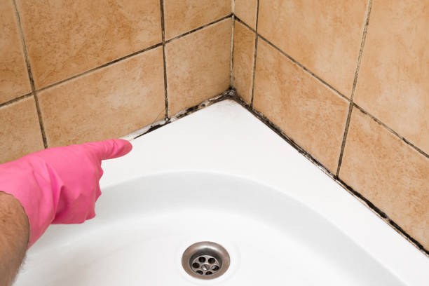 Best Residential Mold Remediation in Ceresco, NE